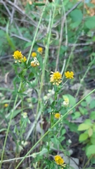 Trifolium patens