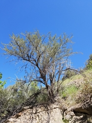 Cercocarpus ledifolius