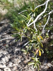 Cercocarpus ledifolius