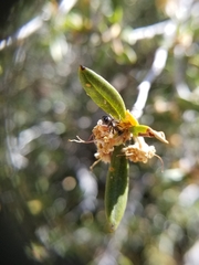 Cercocarpus ledifolius