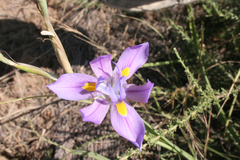 Moraea polystachya
