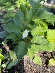 Alkekengi officinarum