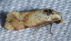 Platphalonidia magdalenae