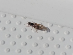 Lasius