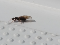 Lasius
