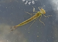 Erythromma najas