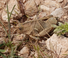 Eumigus