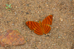 Chersonesia intermedia