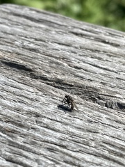 Fannia canicularis
