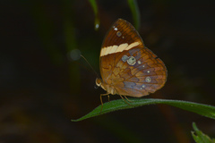 Xanthotaenia busiris