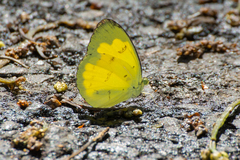Eurema andersoni