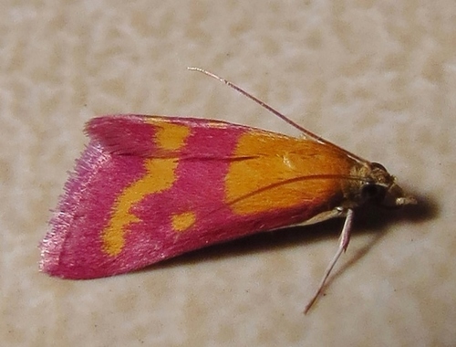 Southern Purple Mint Moth photo 5