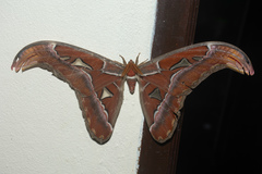 Attacus