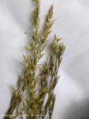 Arrhenatherum elatius elatius