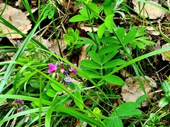 Lathyrus linifolius