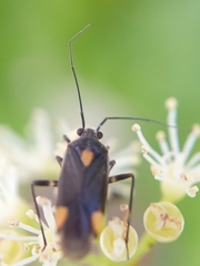 Capsodes flavomarginatus