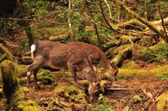 Cervus nippon yakushimae