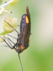 Capsodes flavomarginatus