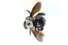 Xylocopa phalothorax