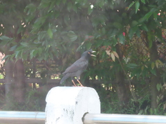 Acridotheres cristatellus formosanus