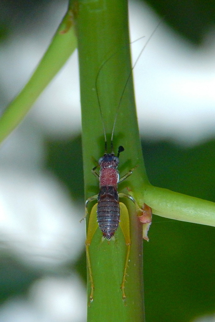 Phyllopalpus