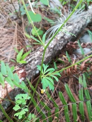 Aquilegia longissima