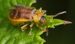Galerucella tenella