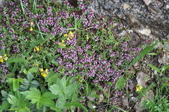 Thymus serpyllum serpyllum