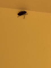 Stenodontes exsertus