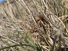 Spinifex longifolius