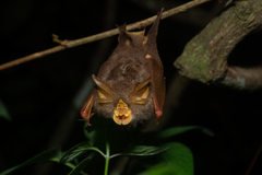 Rhinolophus trifoliatus