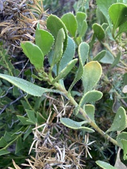 Scaevola crassifolia