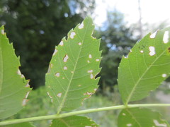 Insecta