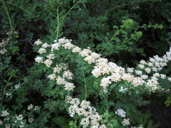 Spiraea nipponica