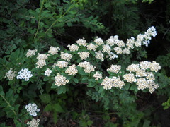 Spiraea nipponica