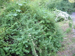 Spiraea nipponica