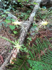 Aquilegia longissima