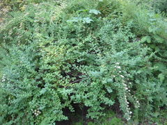 Spiraea nipponica
