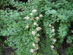 Spiraea nipponica