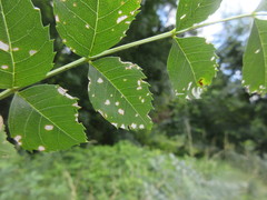 Insecta