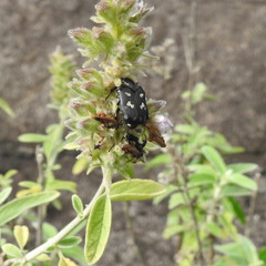 Protaetia aurichalcea