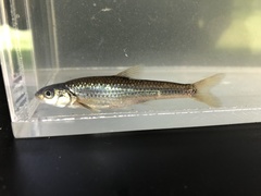 Notropis dorsalis