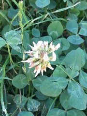 Trifolium repens
