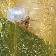 Rhagio vitripennis