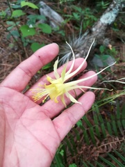 Aquilegia longissima