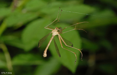 Hylobittacus apicalis