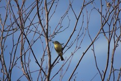 Vireo philadelphicus