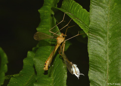 Hylobittacus apicalis