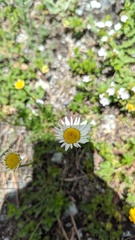 Tripleurospermum caucasicum