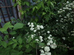 Spiraea trichocarpa